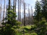 Neuer und toter Wald