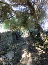 Wilde Olivenbäume