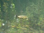 Wasserschildkröte